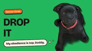Thumbnail: My puppy charges for obedience (Puppy training without treats)!