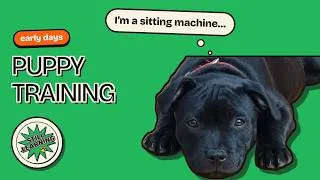 Thumbnail: Our Staffy Puppy's First Training Session