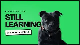 Thumbnail: A woods walk with my Staffy — recall, tug & manners (she's still learning)