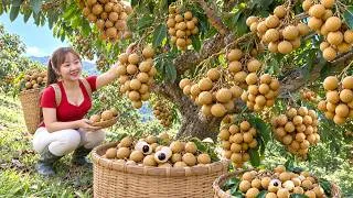 Thumbnail: Harvesting 1000+ Rare Indonesian Longans To Sell | Fresh Fruit Ready For Market | Lucia Daily Life