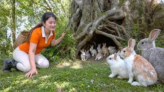 Thumbnail: Harvesting Rare Forest Rabbits | A Stuck Rabbit Led Me To Hidden Burrows | Lucia Daily Life