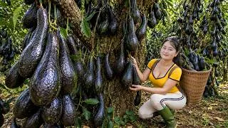 Thumbnail: Harvesting Rare Mutant Black Avocados To Sell | The Secret Fruit Growing On Ancient Trees | Lucia