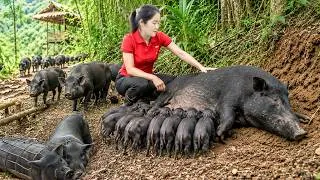 Thumbnail: Harvesting Giant 200KG Pigs from Pig Farmer - Haul Pigs to market sell | Raising Piglets