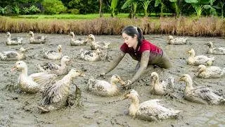 Thumbnail: Harvesting Newly Hatched Black Muscovy Ducks & Goes to market sell | Building a Duck Coop
