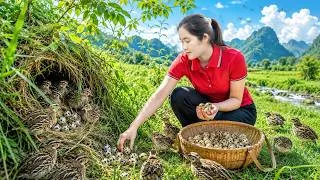 Thumbnail: Harvesting Many Quail Eggs and Quails in Wild & Goes To Market Sell | Chasing Ducks in Pond