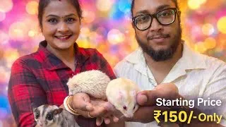 Thumbnail: Teddy Bear Hamster & Sugar Glider  Just ₹150 😱 | Care Guide,Food,Lifespan & Home Delivery Available