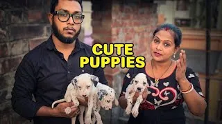 Thumbnail: Dalmatian Puppy Starting ₹7,500 🔥Book @ ₹1,000 | French Bulldog All India Delivery