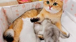 Thumbnail: The happy kittens have waited for their mother – now they can play!