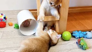 Thumbnail: These kittens are unstoppable! A collection of the year's best videos.