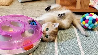 Thumbnail: This kitten can't be torn away from his favorite toy!