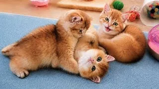 Thumbnail: Look at these adorable kittens - relax and unwind.