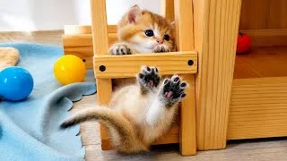 Thumbnail: Kittens conquer heights.