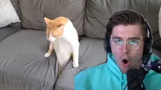Thumbnail: Ludwig Reacts to Daily Dose of Internet