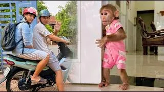 Thumbnail: Worried Lulu Can’t Sit Still as Dad Is Rushed to the Hospital