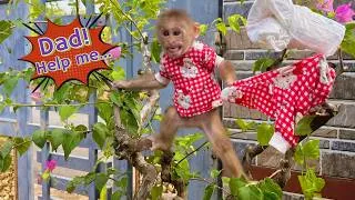 Thumbnail: The Mystery of Lulu’s Missing Pants Has Dad Baffled