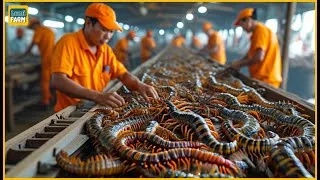 Thumbnail: Centipede Farm - How Chinese Farmers Raise Billions of Centipedes, Earning Millions of Dollars