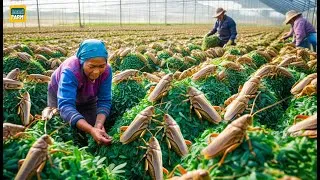 Thumbnail: How Chinese People Consume Billions of Locusts Every Year, Earning Millions of Dollars - Locust Farm