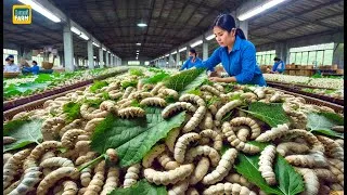 Thumbnail: How Chinese Silkworm Farms Raise Billions of Silkworms to Produce Silk | Silk Production Factory
