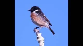 Thumbnail: NEW SPECIES Two Juvenile Common Stonechats Discovered Our Backyard! (#38)