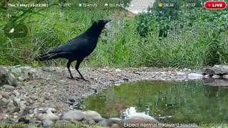 Thumbnail: Crow Makes a Brief Visit to the Pond —