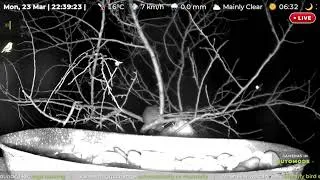 Thumbnail: Night Visitor Tries to Reach the Feeder ...