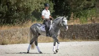 Thumbnail: Horse for Sale |  Classic Baroque Piro-Free Lusitano with an Amateur-Friendly Nature (REF#1092)
