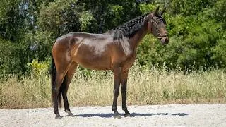 Thumbnail: Horse for Sale |  Sweet-Natured Crossbred Mare – Just Started Under Saddle  (REF#1090)