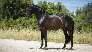 Thumbnail: Horse for Sale |  1.75m Black Lusitano Stallion performing at Medium Level (REF#1089)
