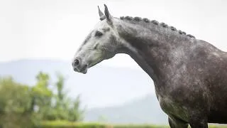 Thumbnail: Horse for Sale | Exceptional Amateur-Friendly Lusitano Gelding - PSG ready, GP Potential (REF#1019)