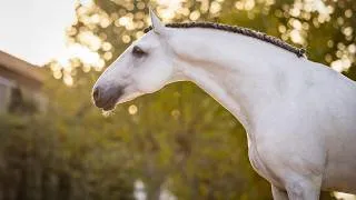 Thumbnail: Horse for Sale |  Outstanding PSG Piro-Free Lusitano by Olympic Equador MVL (REF#987)