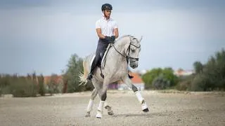 Thumbnail: Horse for Sale |  Piro-Free 2021 Lusitano Stallion by the Olympic Fogoso TVF (REF#1050)