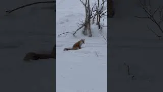 Thumbnail: Skiing in Hokkaido