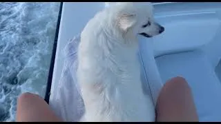 Thumbnail: Miami Boat Party Chris Craft 41 FT For Sale