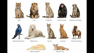 Thumbnail: Every Type of Exotic Pet Owned by the Rich Explained