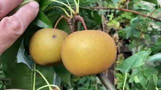 Thumbnail: Asian / Nashi pear update, despite the drought some of the fruits are a reasonable size 👍. 