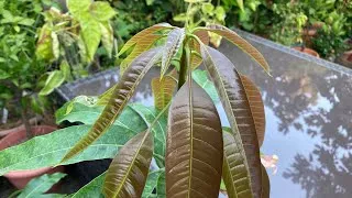 Thumbnail: Mango INSANE new growth in only 7 days after mango video no.1 ( filmed 23rd August 2026 ) 😱