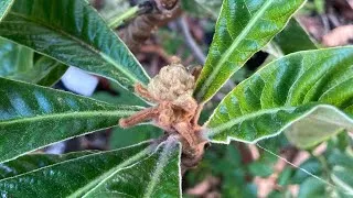 Thumbnail: Loquat huge surprise in August ! Signs of flower buds developing ! 😱