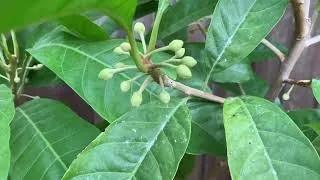 Thumbnail: Canistel / Pouteria Campechiana / egg-fruit plant, insane amount of flower buds have developed 😱