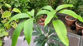 Thumbnail: Mango growth video no.2 showing the second type of new growth, secondary or radial shoots