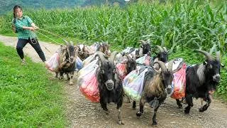 Thumbnail: Smart Goat Helps An Carry Groceries – Baking Homemade Cookies for the Family