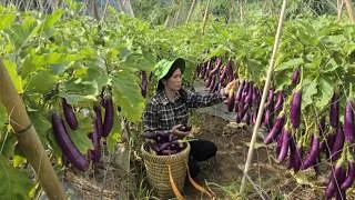 Thumbnail: Single mother repairs her home after the flood and harvests eggplant to sell.