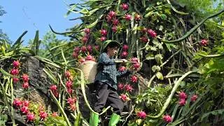 Thumbnail: Ly Thanh Tam harvests dragon fruit on the rocky mountain to sell and grows corn.