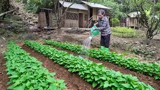 Thumbnail: Ly Thanh Tam harvests vegetables from her garden to sell and grows sweet potatoes.