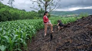 Thumbnail: A single mother grows corn on her land to improve her life The life of Ly Thi Ana