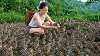 Thumbnail: Harvesting Quail, Frog in The Swamp & Goes to Market Sell – Living in The Dense Forest