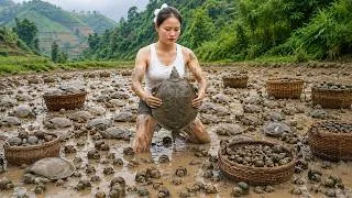 Thumbnail: Harvesting snails & BABA from muddy swamps and taking them to the market – Wild rural life