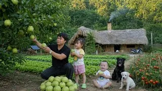 Thumbnail: Living in the forest, picking guavas with my child and taking them to the village market to sell.