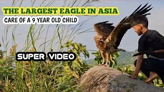 Thumbnail: the struggle of a small child to care for an eagle from a baby until it flies into the wild