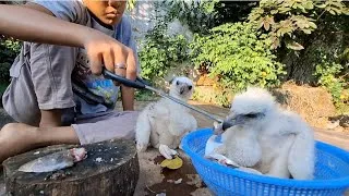 Thumbnail: feeding two of Asia's largest eagle chicks