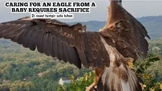 Thumbnail: the only one in the world.!!! little boy successfully takes care of eagle